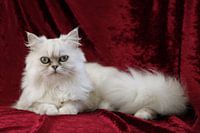 Perzische poes Silver Shaded