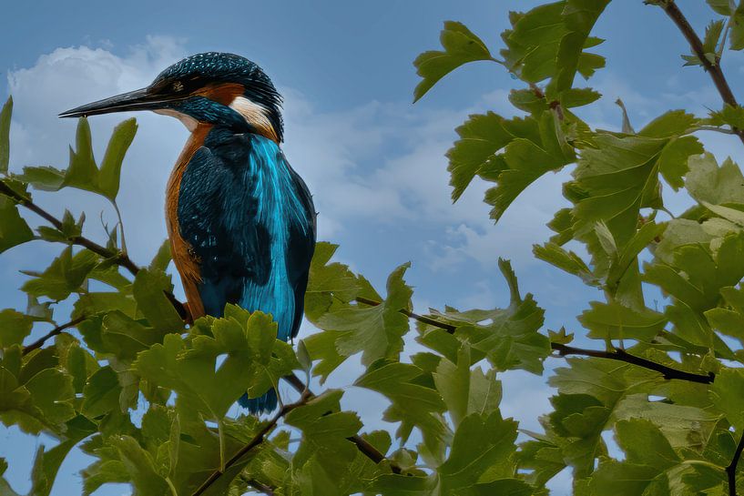 Martin-pêcheur dans un arbre dans la nature par Elbertsen Fotografie