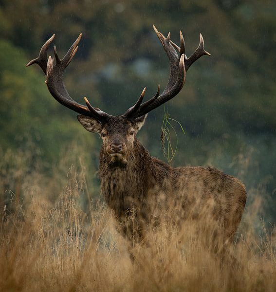 Bront Cerf élaphe par Gerrit van de Velde