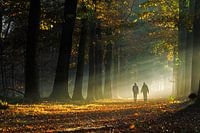 Nebliger Morgen im Mastbos in Breda