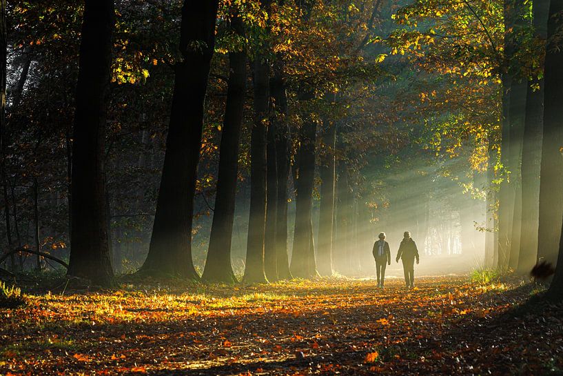 Nebliger Morgen im Mastbos in Breda von I Love Breda