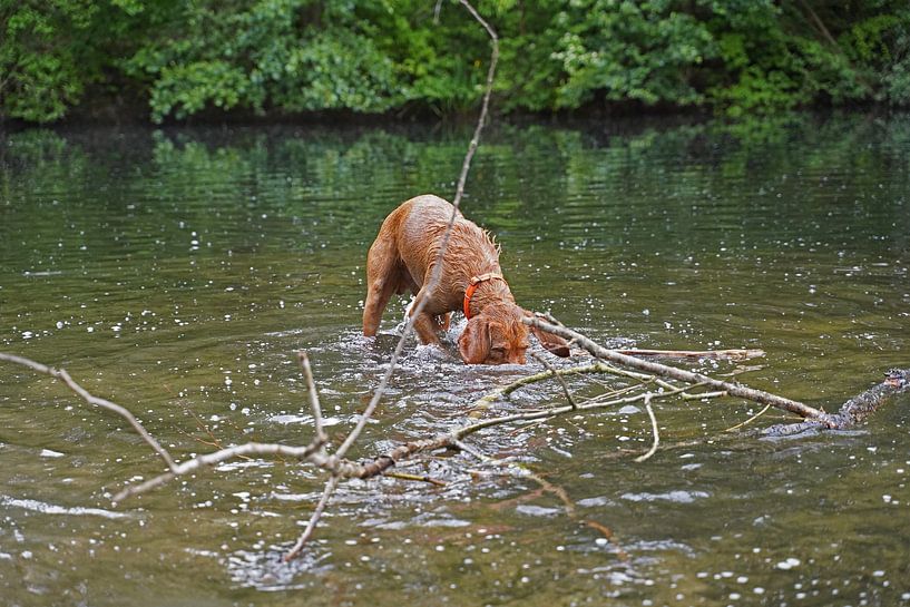 Water games at the lake with a brown Magyar Vizsla wirehair. by Babetts Bildergalerie