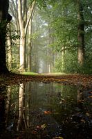 Reflections in the mist on the Veluwe
