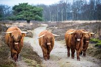 Scots in Drenthe
