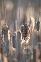 Park Lingezegen Teil 9