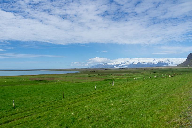 Islande - Moutons dans une prairie verdoyante avec de l'eau, un glacier et du blanc par adventure-photos
