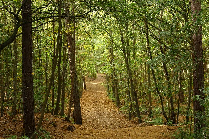 Schönes Ameland in allen Jahreszeiten von Rinnie Wijnstra (FotoAmeland )