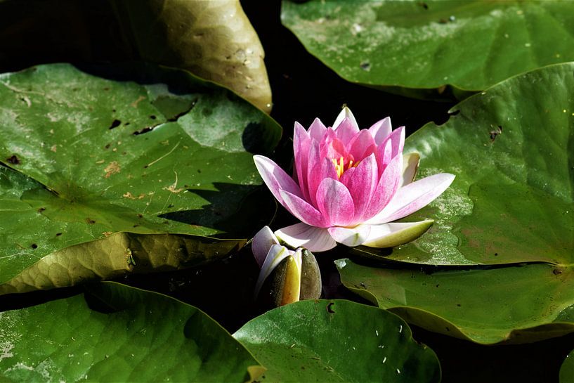 Pink water lily with leaves by Maud De Vries