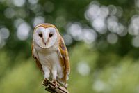 Eine Schleiereule an einem schönen Ort mit schönem, ruhigem Hintergrund.