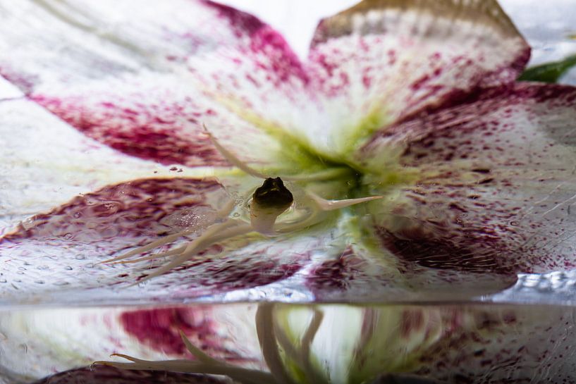 Lelie in ijs 3 van Marc Heiligenstein