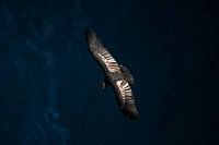 Condor in flight