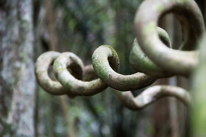 Natural artwork in the rainforest of Suriname by whmpictures .com