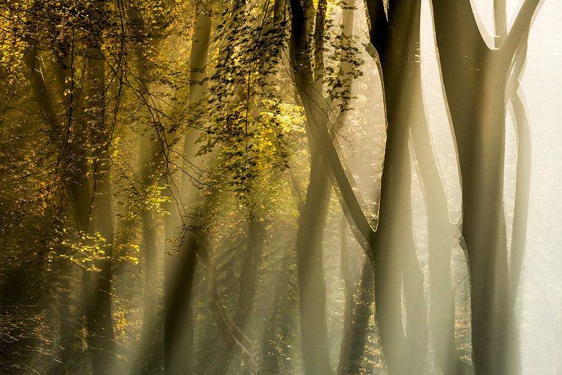 Zonsopgang in het Speulderbos van Danny Slijfer Natuurfotografie