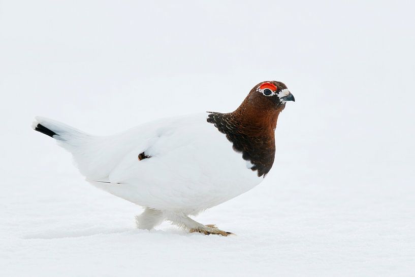 Tétras des neiges des marais (Lagopus lagopus) par Beschermingswerk voor aan uw muur