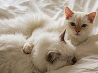 Otto en Henry de Ragdolls