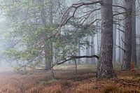Forest in the winter fog