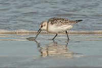kitty-three beach runner with fish