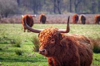 Scottish Highlander
