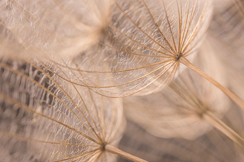 Wood colored fluff of a morning star in the light by Marjolijn van den Berg