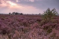 De Ginkelse Heide in bloei