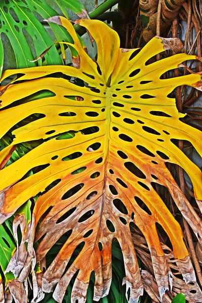a yellow withered monstera leaf by Werner Lehmann