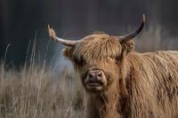 There's something on your horn