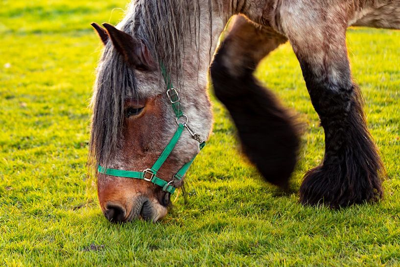 Porträt eines alten belgischen Zugpferdes beim Grasen auf einer Wiese von Marcel Runhart