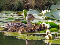 Mother Duck with offspring among the water lilies