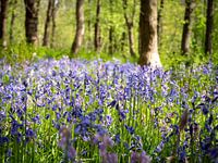 Wilde Waldhyazinthen im Wald