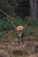 Il y a quelque chose dans mon nez