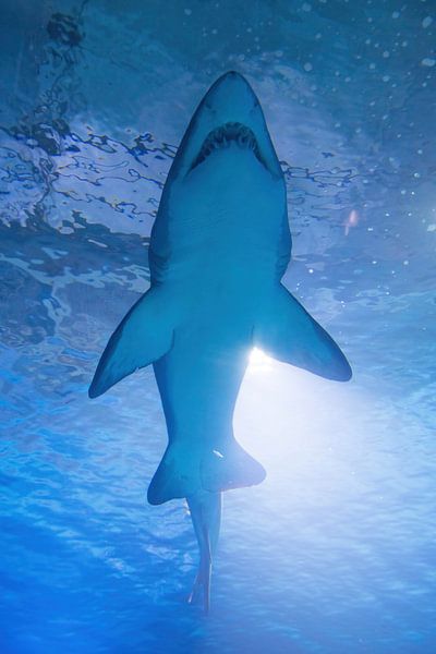 Shark by Patrick Brinksma