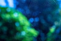 Close-up de toile d'araignée avec bokeh vert et bleu