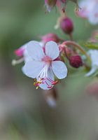 Geranium close-up