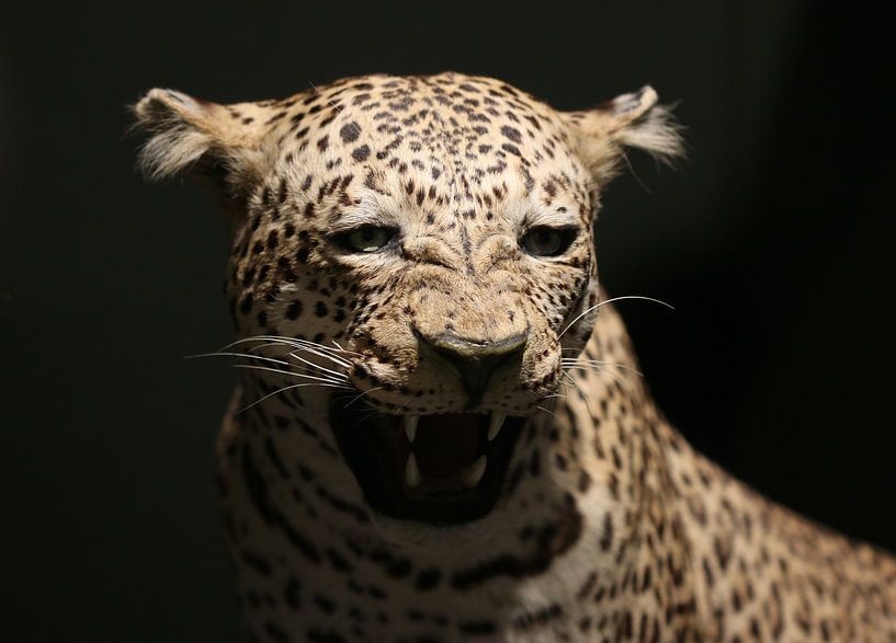 Leopard von Matthias Brix