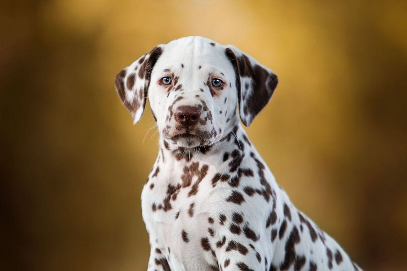 Dalmatian puppy by Lotte van Alderen