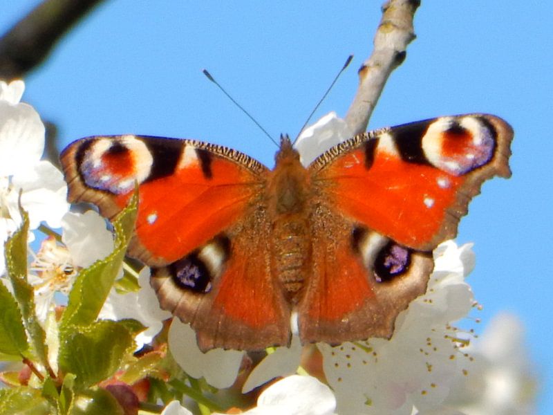 cherry blossom peacock on clear blue sky by Joke te Grotenhuis
