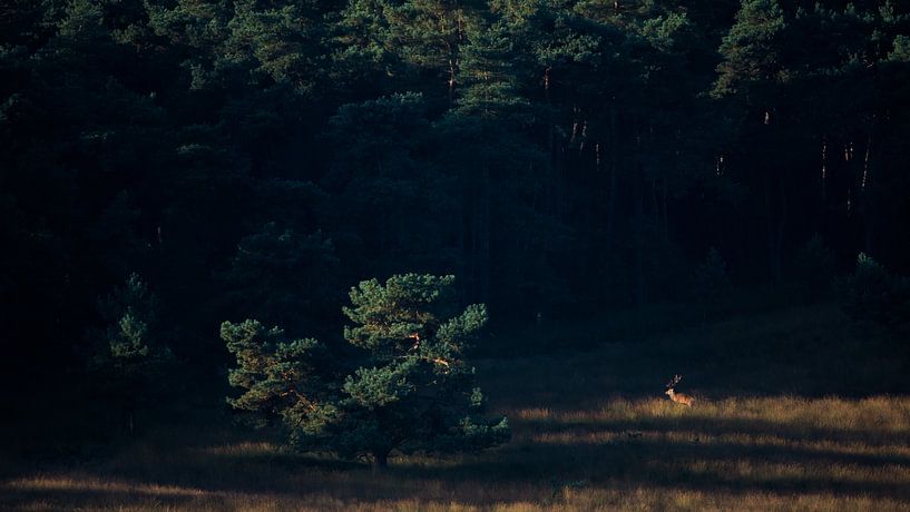 Red deer in the spotlight by Danny Slijfer Natuurfotografie