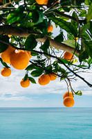 Amalfi Coast Oranges IV