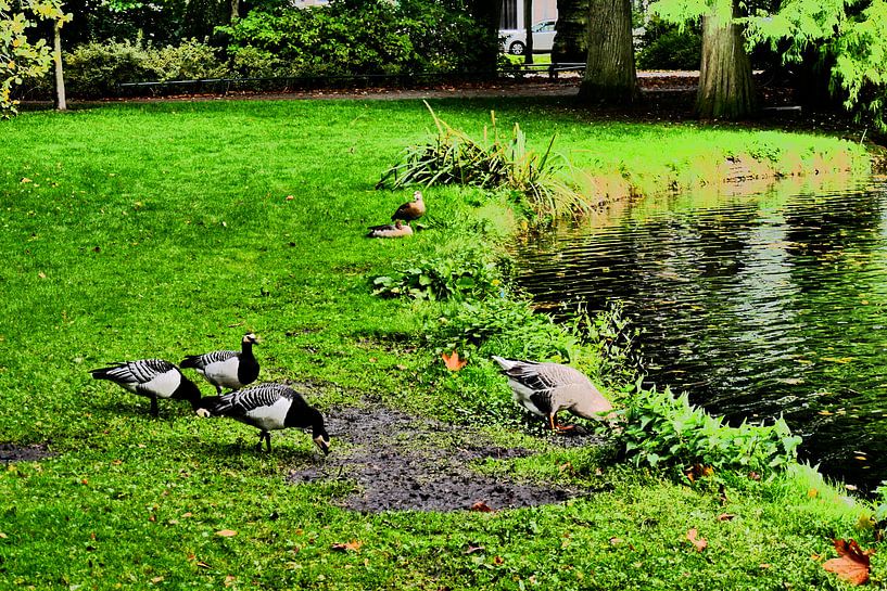 Utrecht - Wilhelminapark-Gänse von Wout van den Berg
