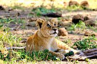 Dreaming lion cub in the Serengeti