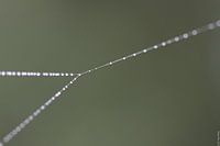 Dauwdruppels op spinrag