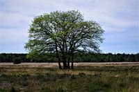 Natur und Landschaften