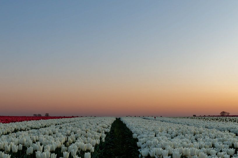 La marche des tulipes. par Anjo ten Kate