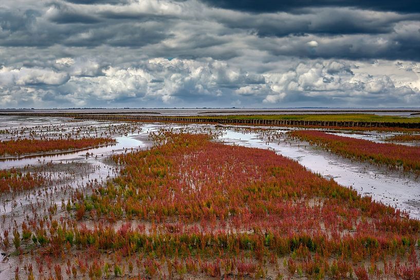 Flowering samphire on the Eiderstedt peninsula by Peter Eckert