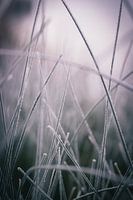 Grasses on a cold winter's day