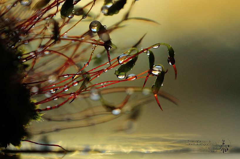 mosje  von Erik Reijnders