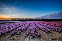 Flower field in the evening