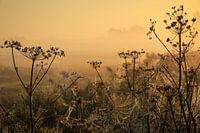 Nebliger Start in den Tag