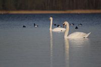 Knobbelzwanen en kuifeenden