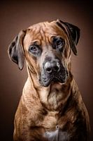 Rhodesian Ridgeback